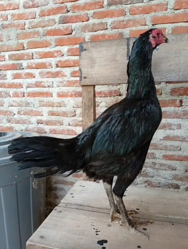 Ayam betina Bangkok x Birma