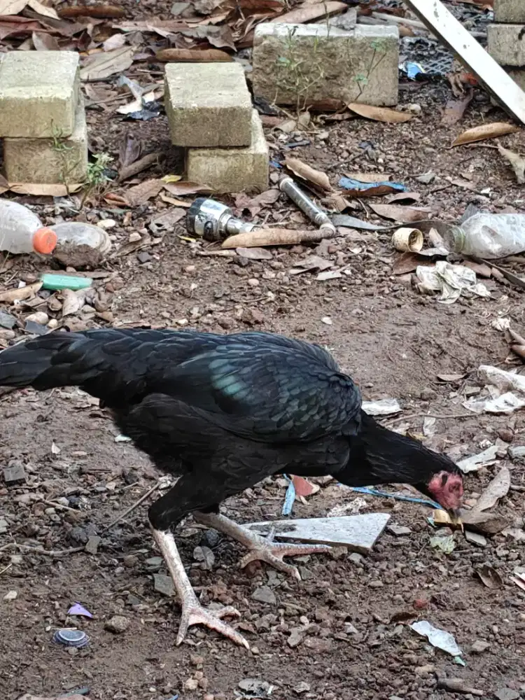 Ayam kampung betina