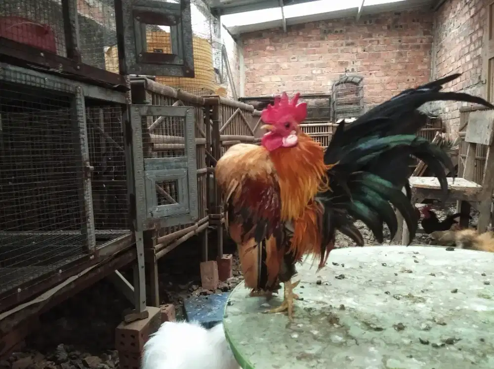 Ayam serama jantan
