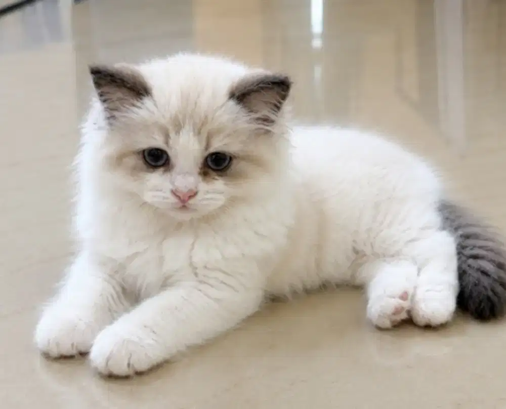 Ragdoll jantan kitten papa mama import