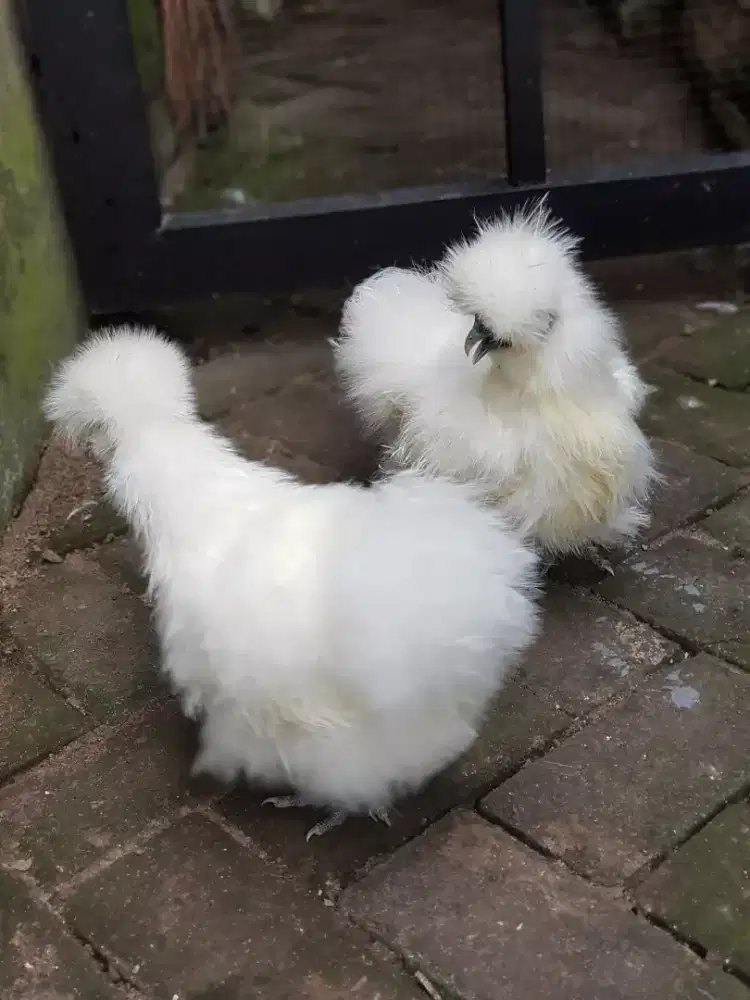 Ayam silky sepasang