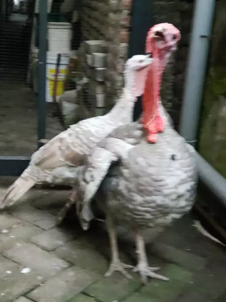 Sepaket Ayam Kalkun