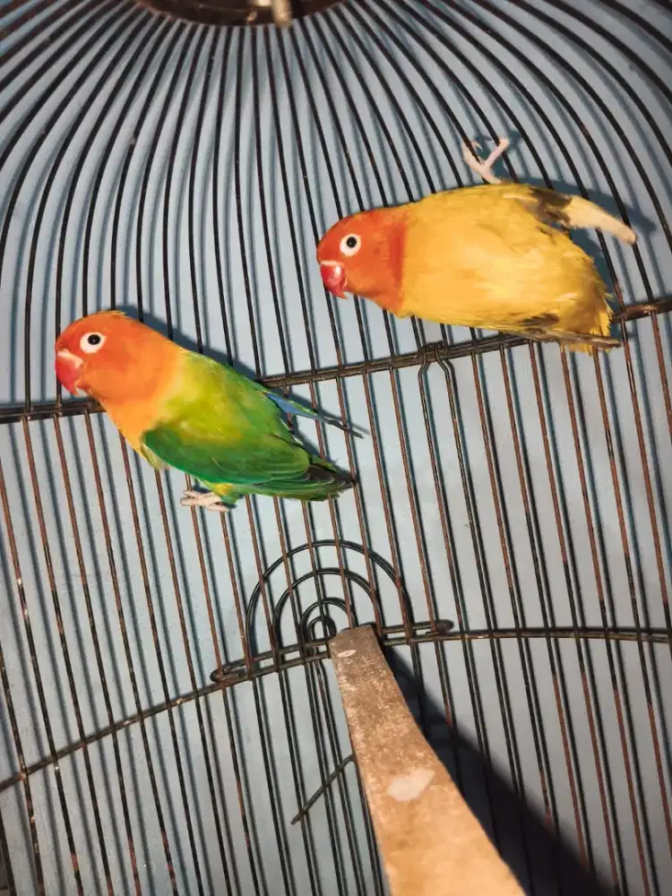 Indukan resmi aviary