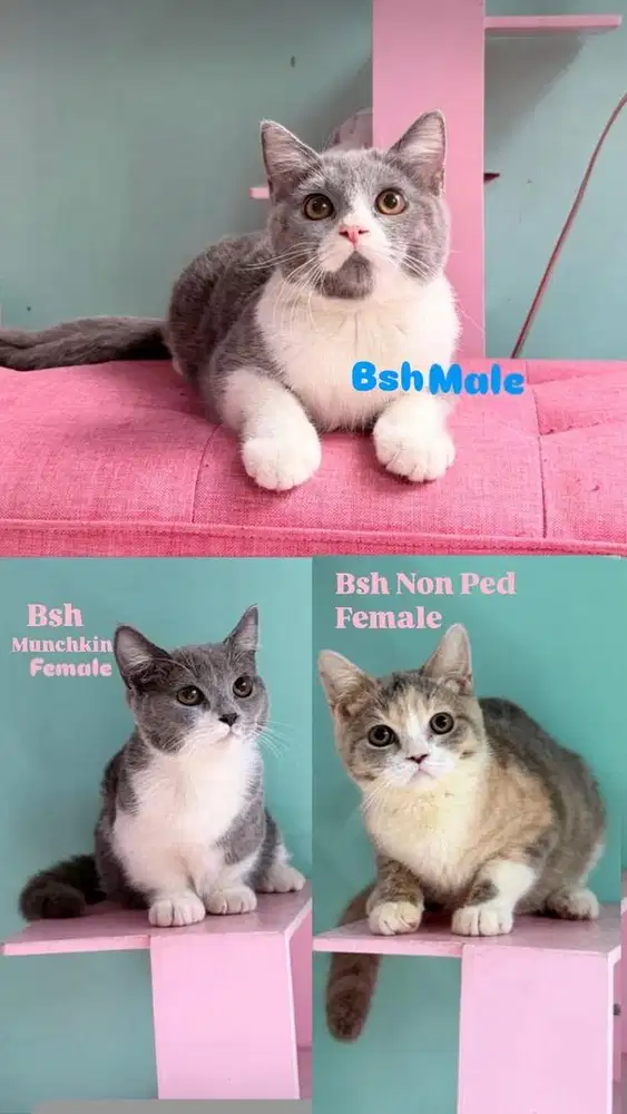 Kucing BSH PARENT PED