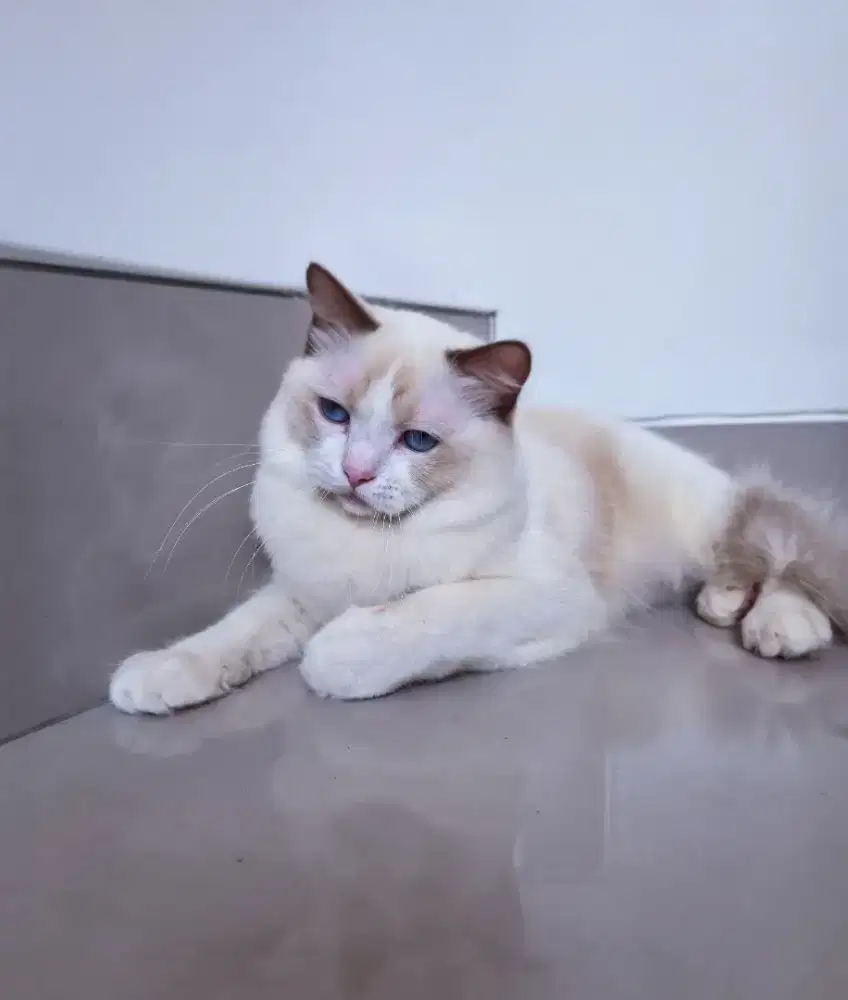 Ragdoll Blue Bicolor Jantan 1 tahun anak ped lepas non ped