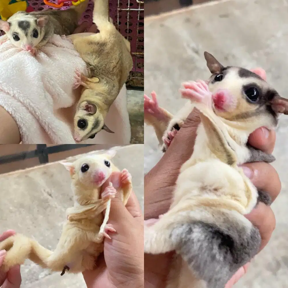Sugar glider Mozaik dan Leucistic