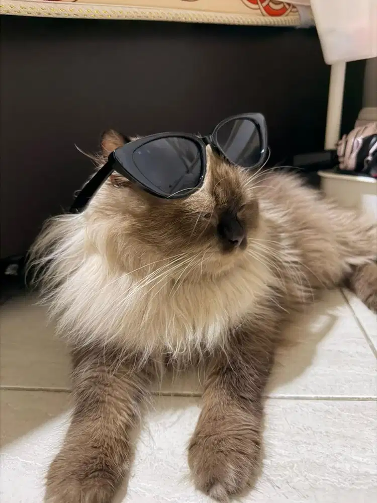 Kucing Birman / Himalaya