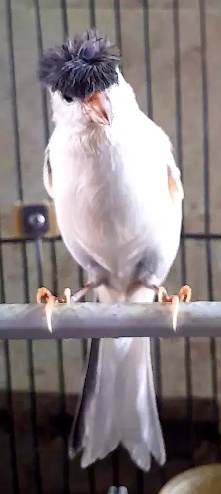 BURUNG KENARI JAMBUL GACOR  ISIAN GAYA NENG NONG