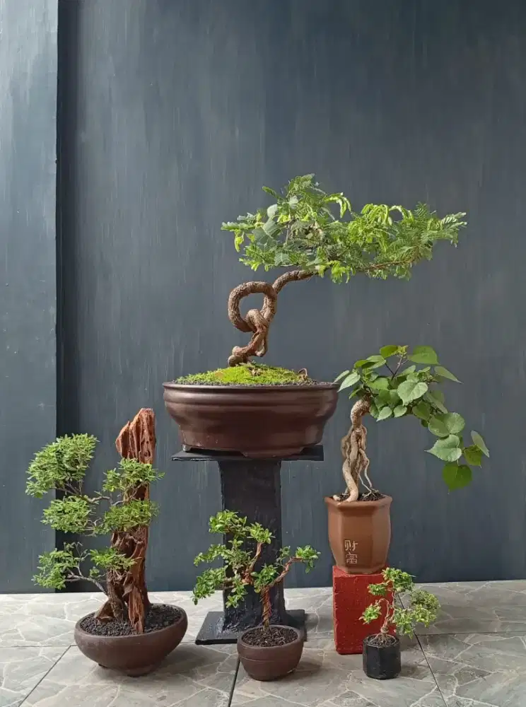 Paketan murah bonsai hias