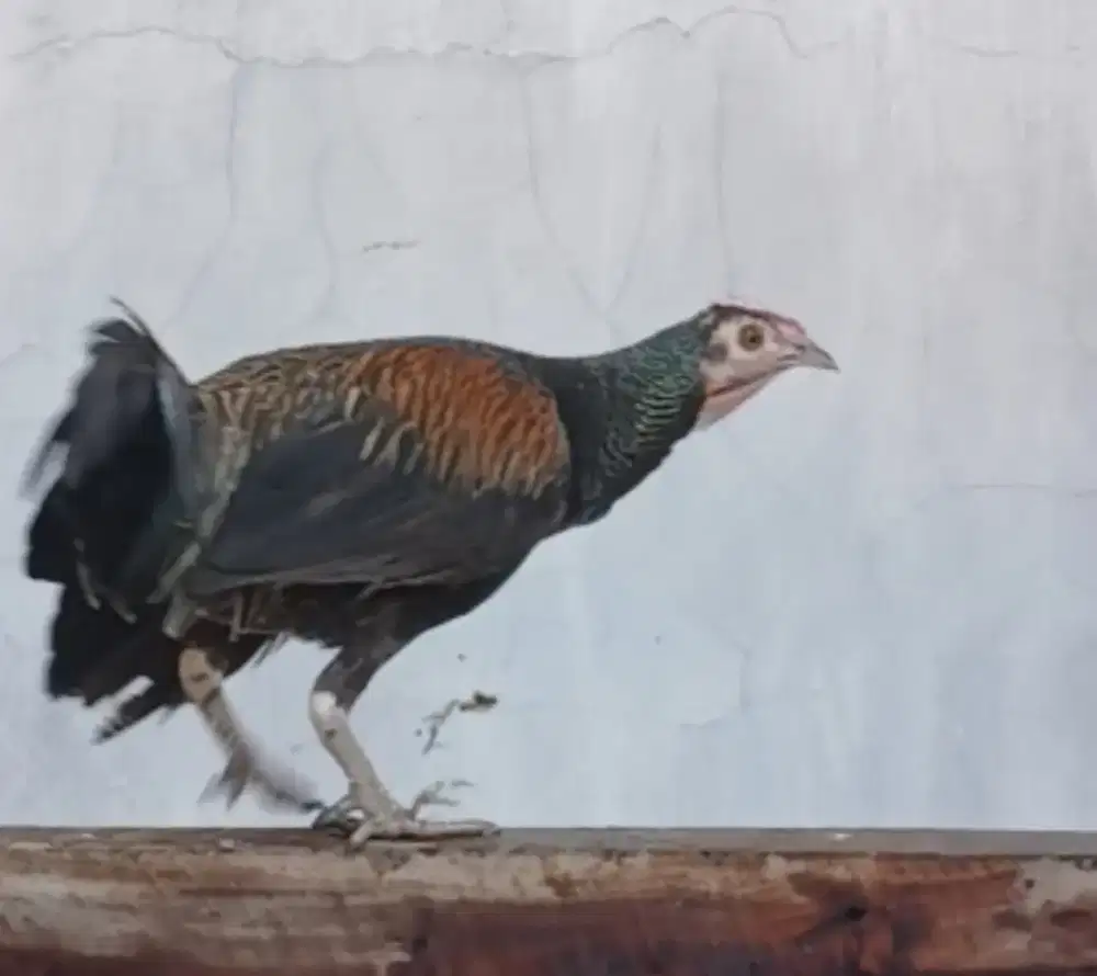 Ayam hutan hijau hias