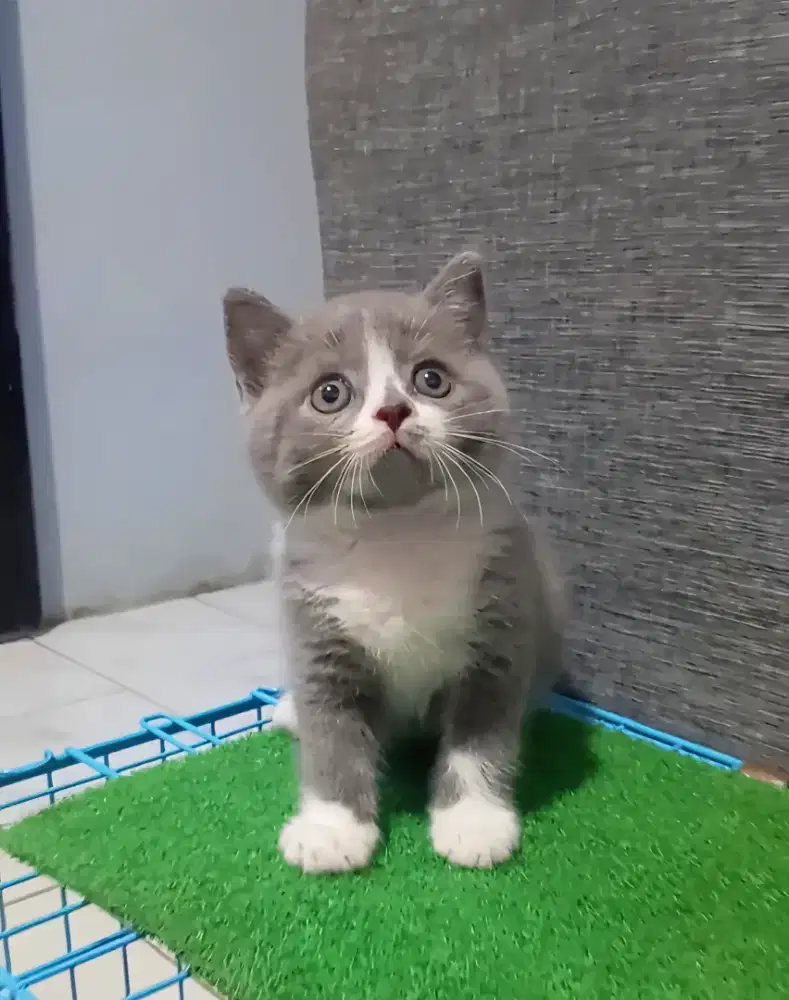 BRITISH SHORTHAIR / BSH BICOLOUR