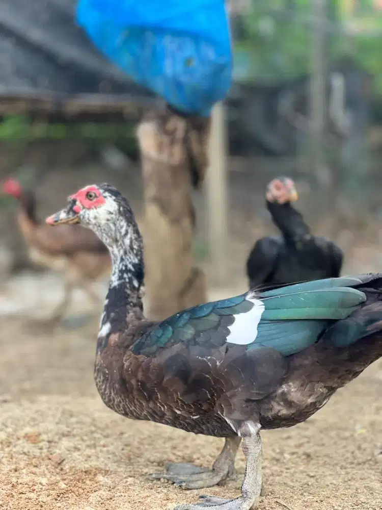 Bebek Entok Pejantan Tangguh