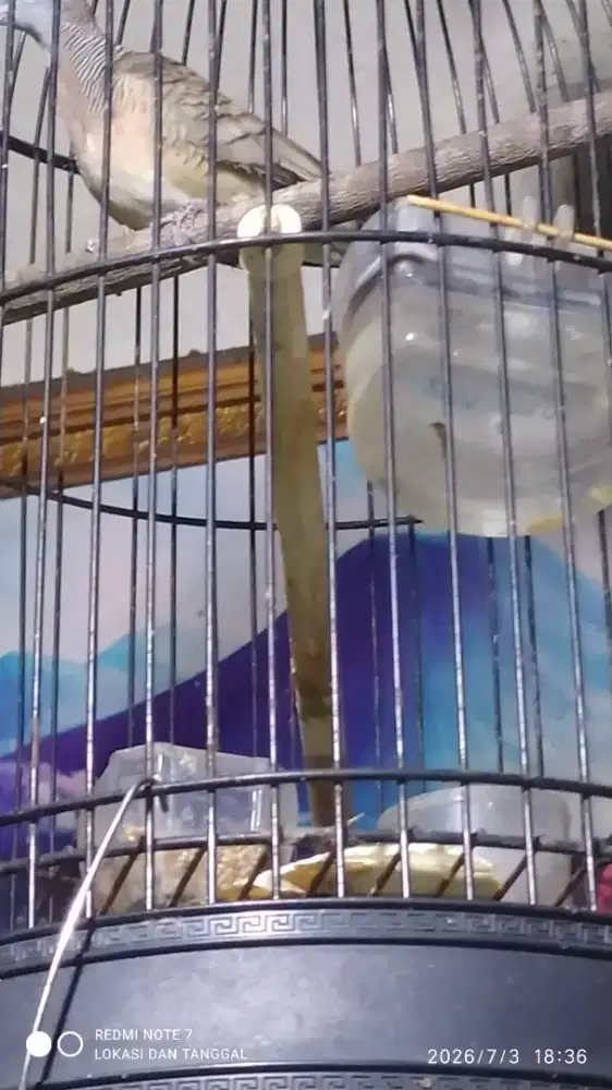 Jual aja burung pertukut asli lokal Jawa timuran jual burja