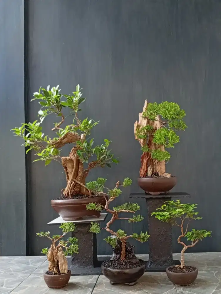 Bonsai hias paketan murah