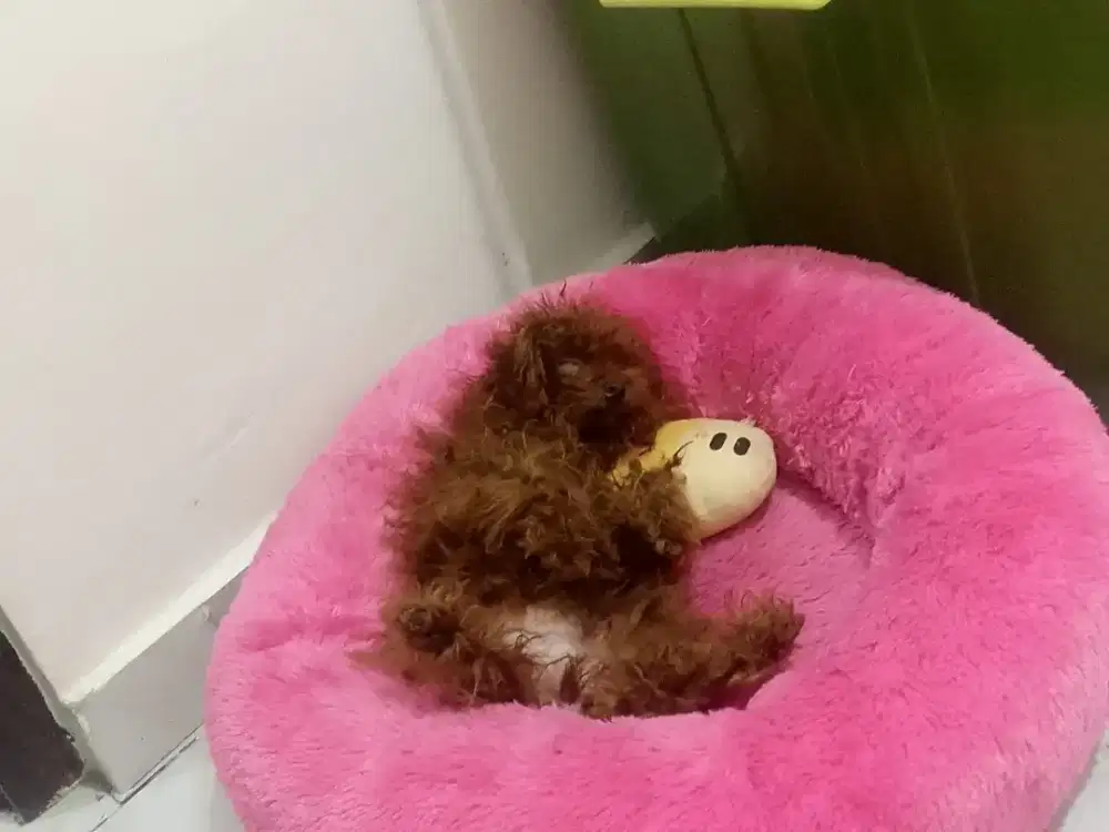 Tiny poodle betina STB