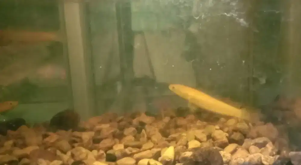 Ikan Channa Albino