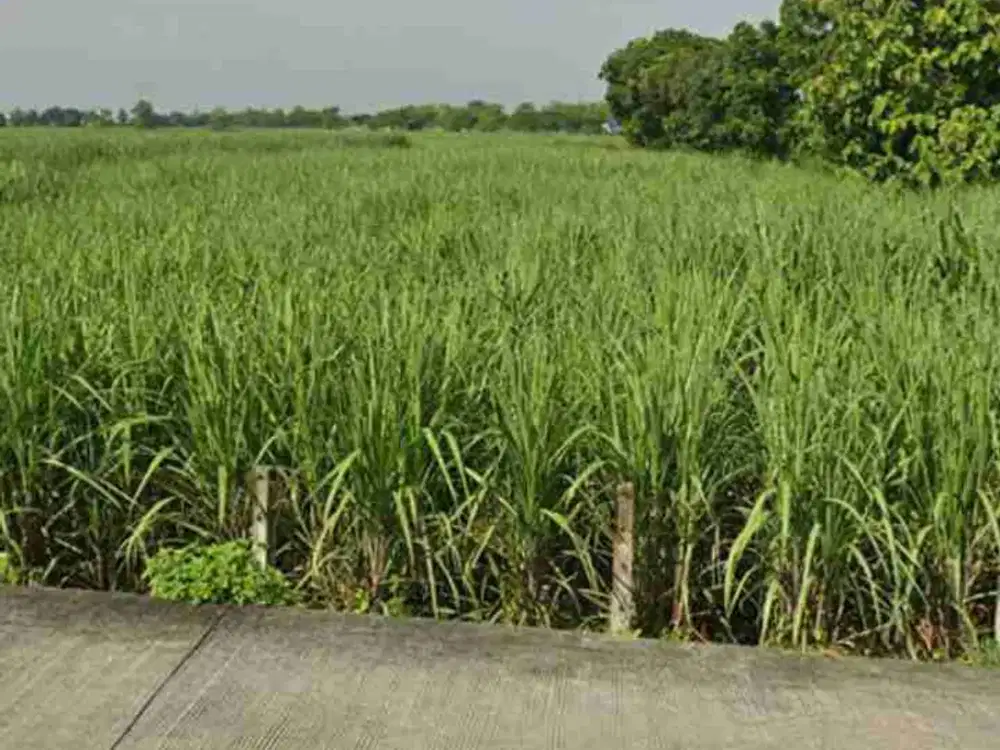Lahan industri luas 4,4 HA harga 500 ribu permeter, 30 menit dari Gerbang tol Jombang