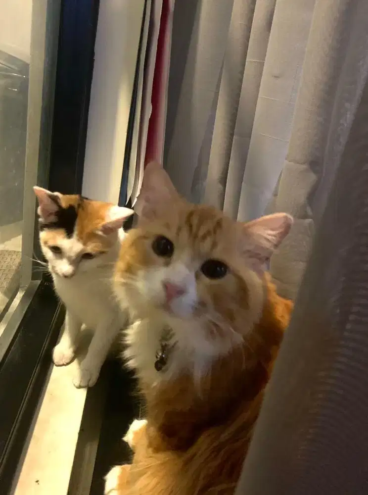 Jasa Pacak Kucing Mainchoon Ganteng.