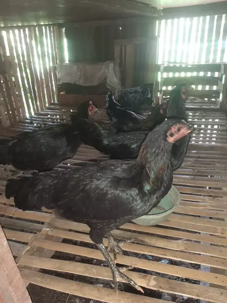 JUAL AYAM KAMPUNG (PELUNG) BETINA