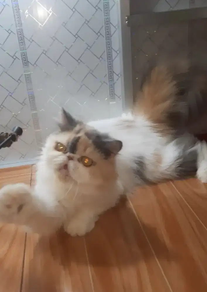 Persian peaknose longhair