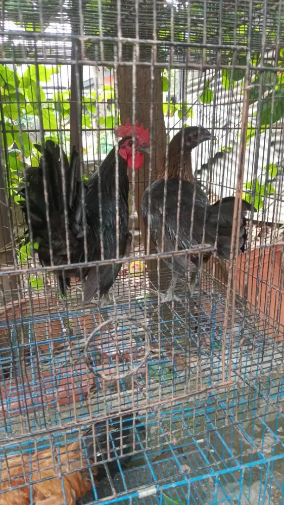Ayam kate jantan