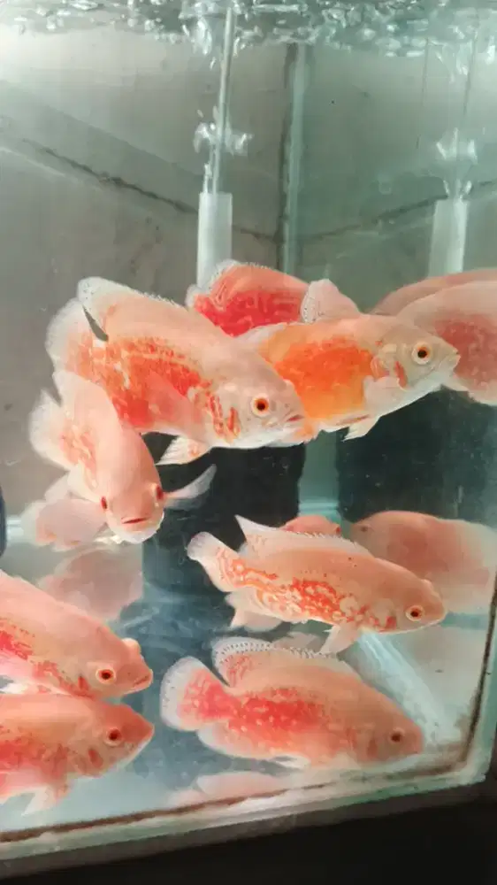 Oscar albino cilik