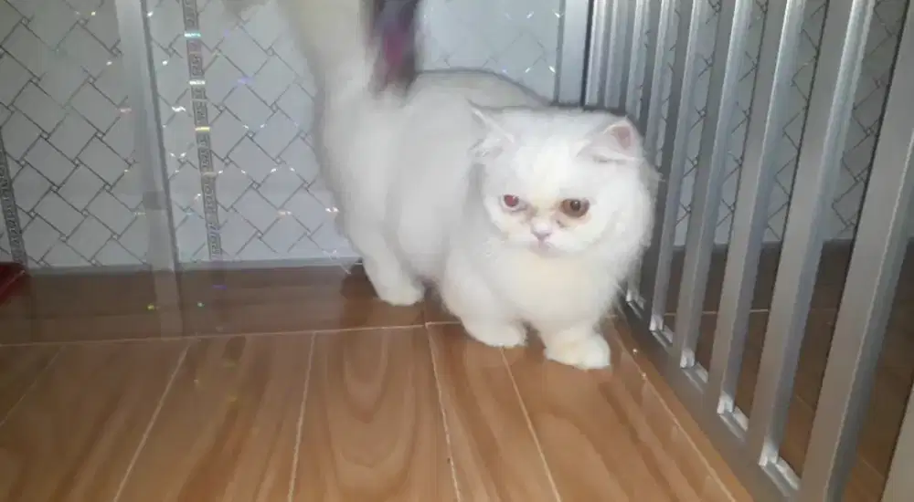 Munchkin minute longhair