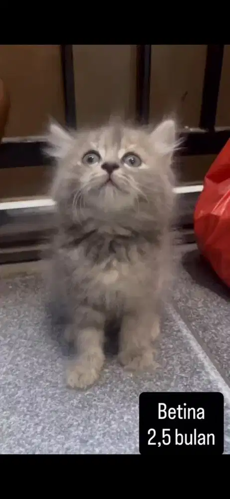 Kucing persia kitten