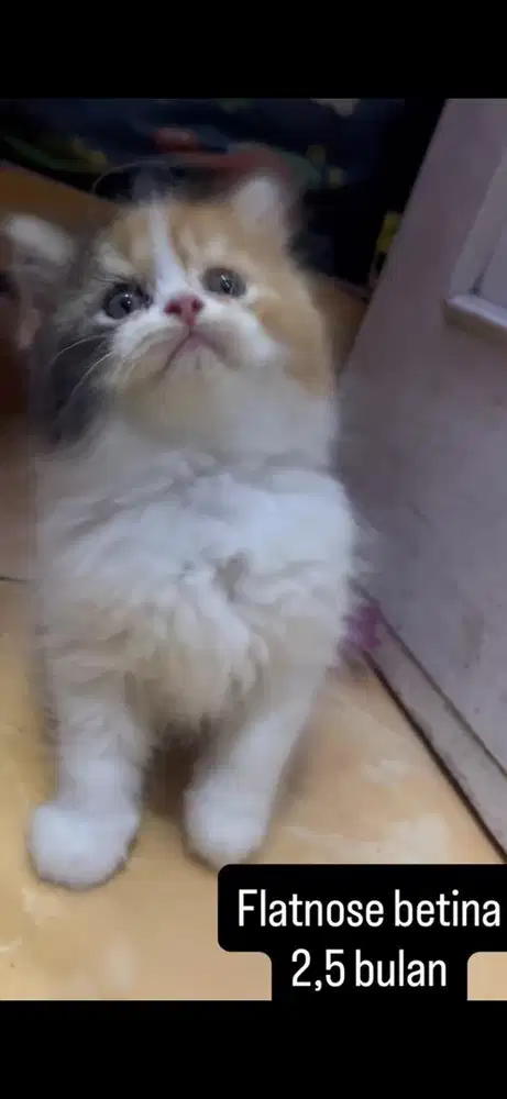 Kucing flatnose kitten