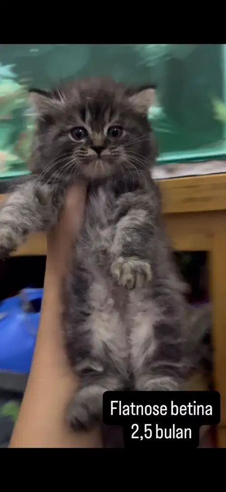Kucing flatnose kitten