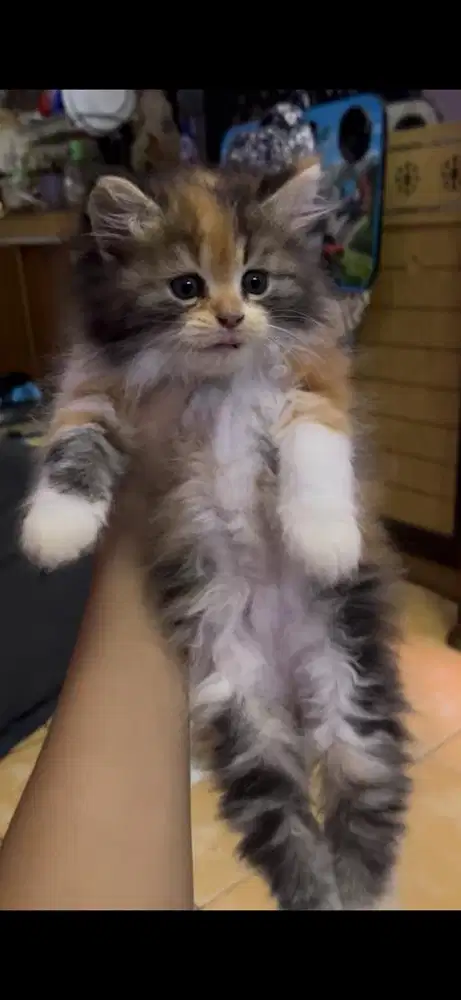Kucing flatnose kitten