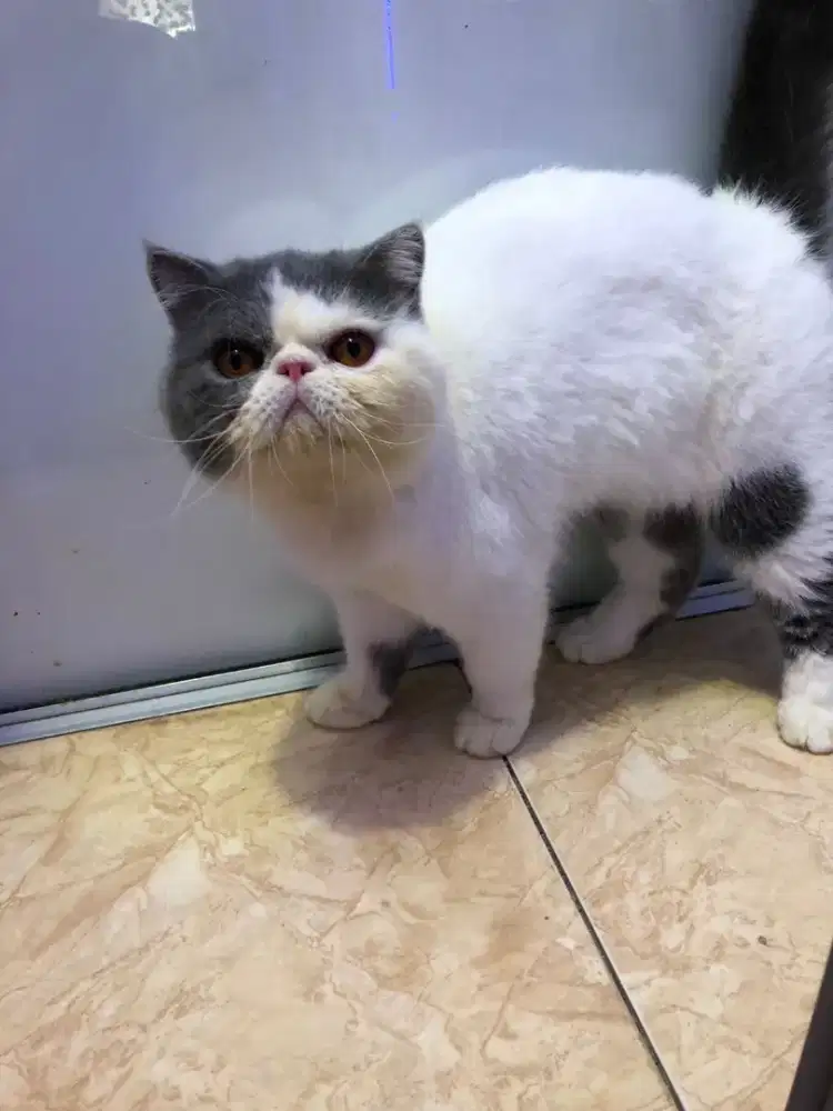 Persian peaknose exotic shorthair