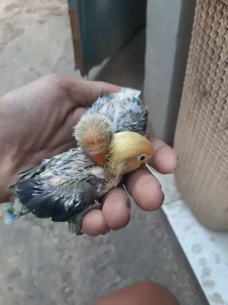 Lolohan lovebird