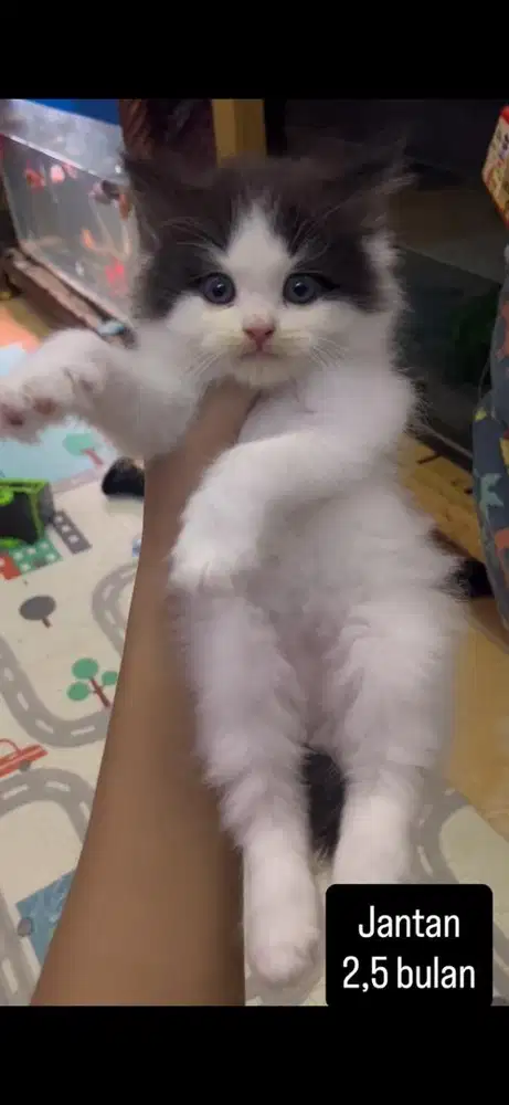 Kucing persia kitten