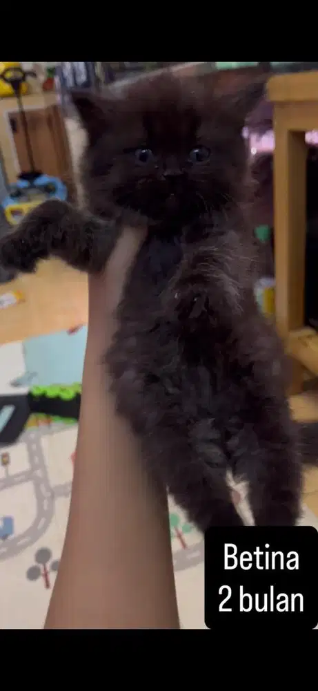 Kucing persia kitten