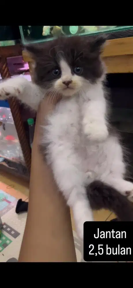 Kucing persia kitten