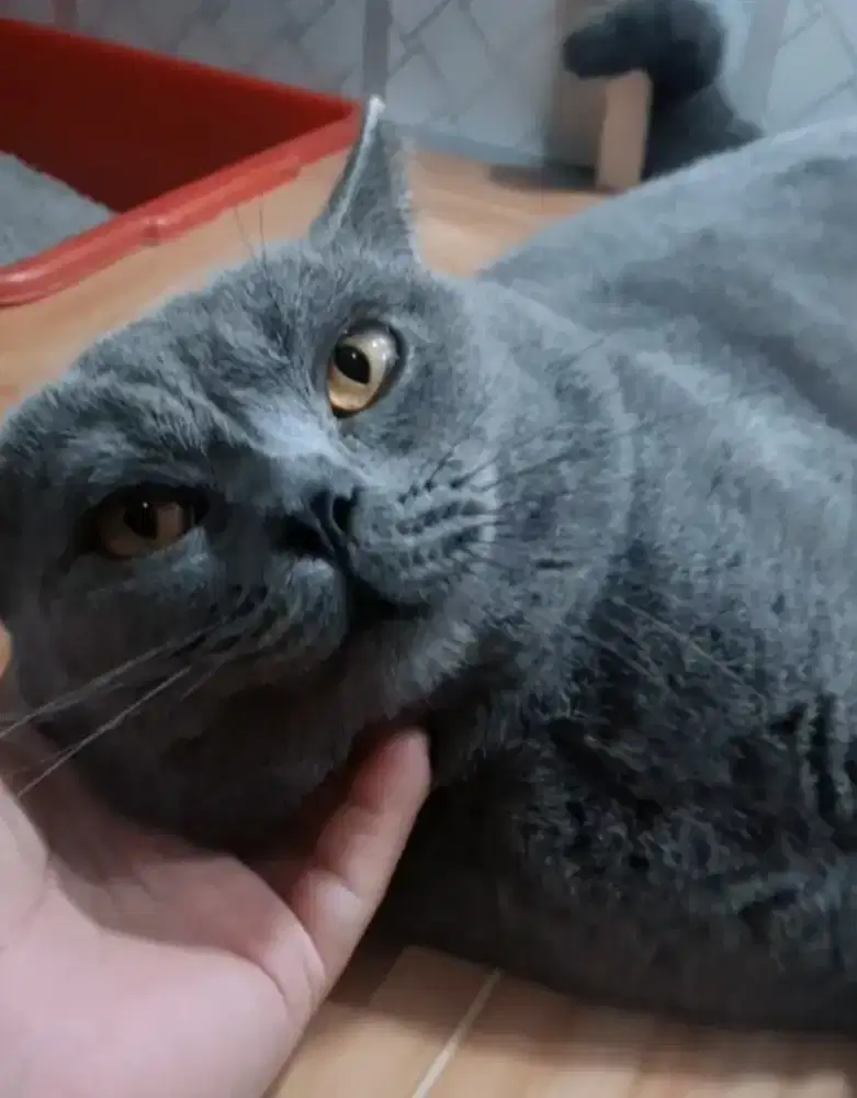 Brittish shorthair blue solid