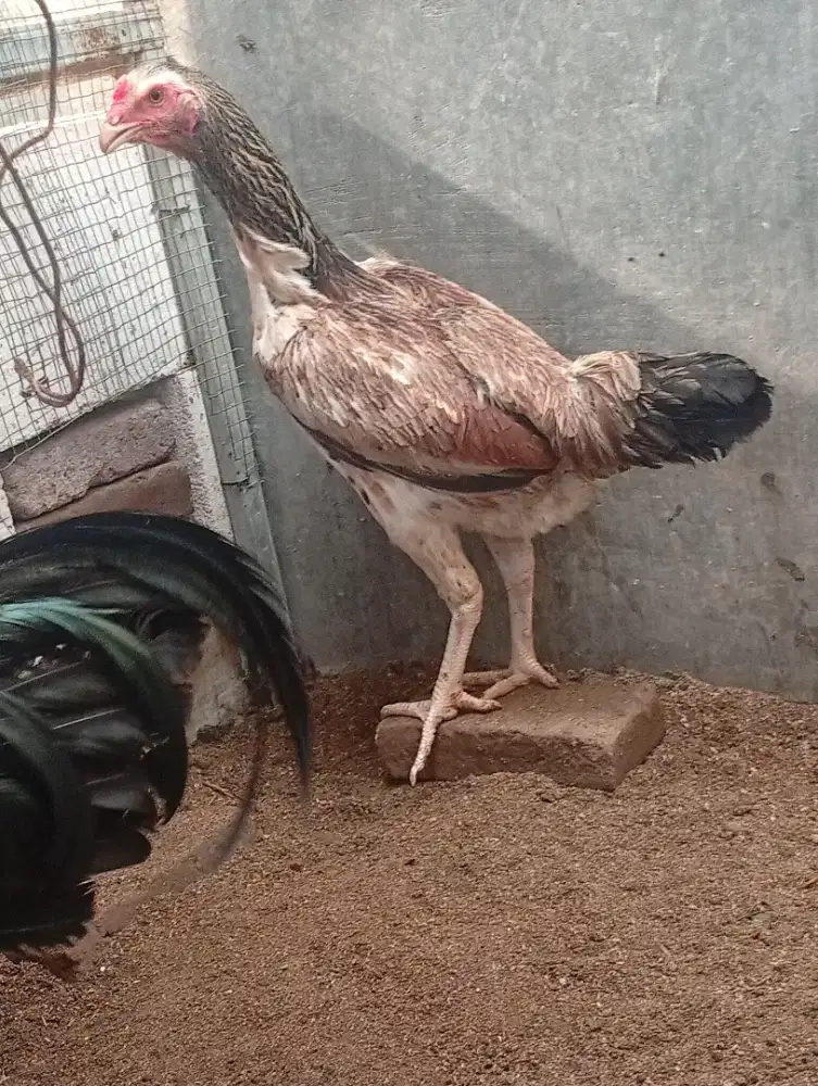 Ayam betina Indio gigante 15 bln
