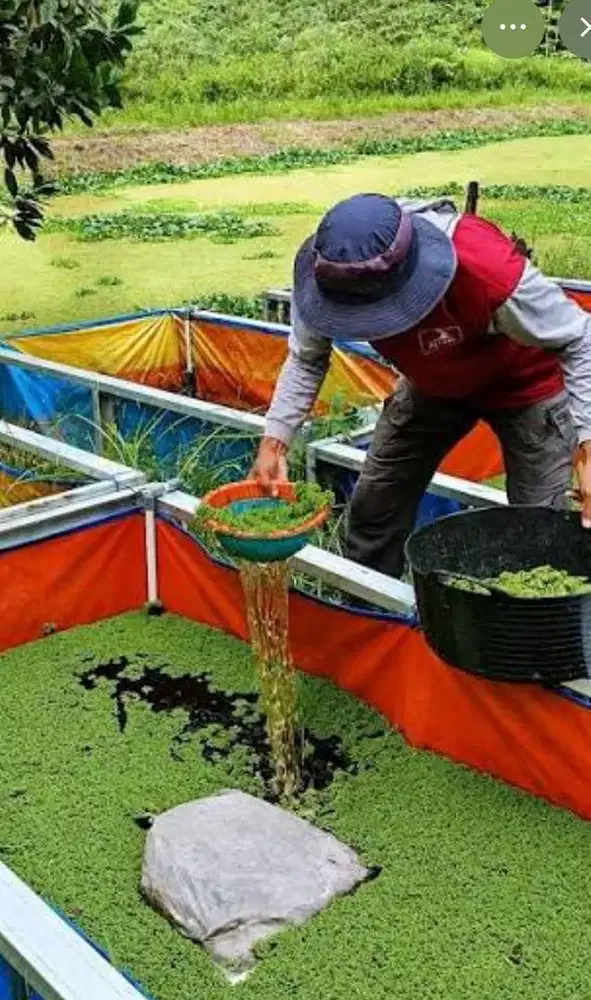 Azolla alternatif pakan untuk ayam, ikan dan bebek
