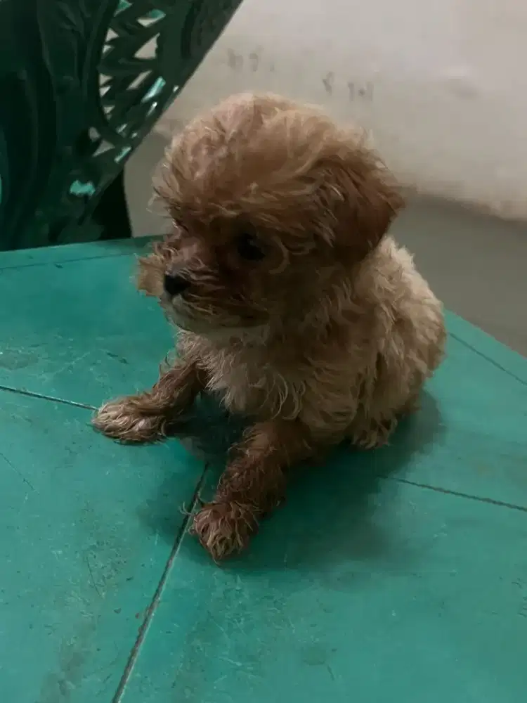Di jual anak anjing shinpoo