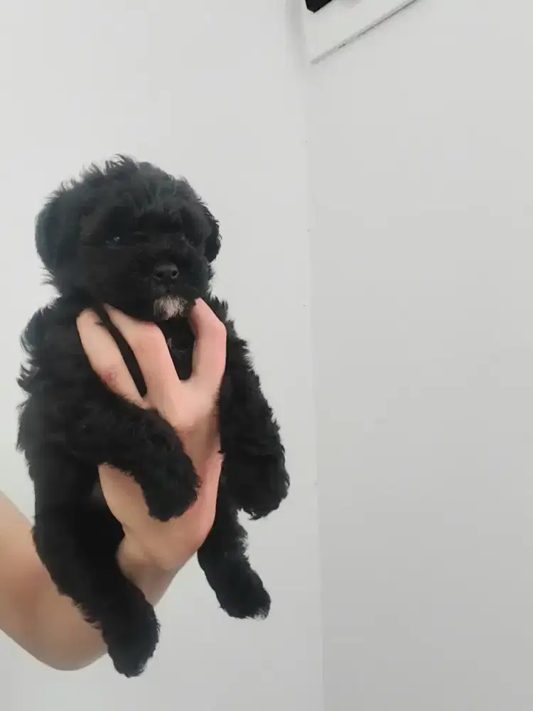 Toy Poodle silver