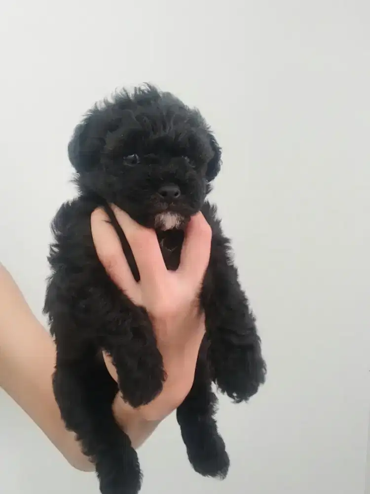 Toy Poodle silver