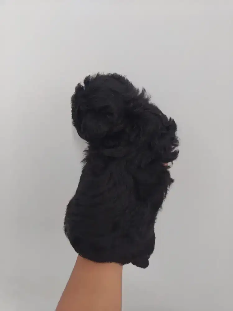 Toy Poodle silver