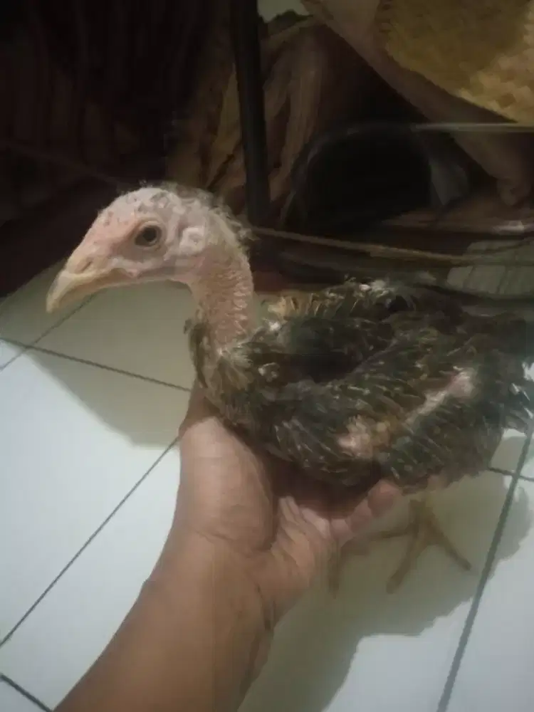 Ayam pakhoy jantan kayaknya