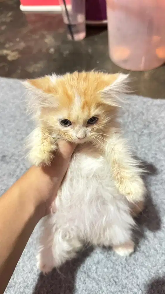 Kucing Persia Betina