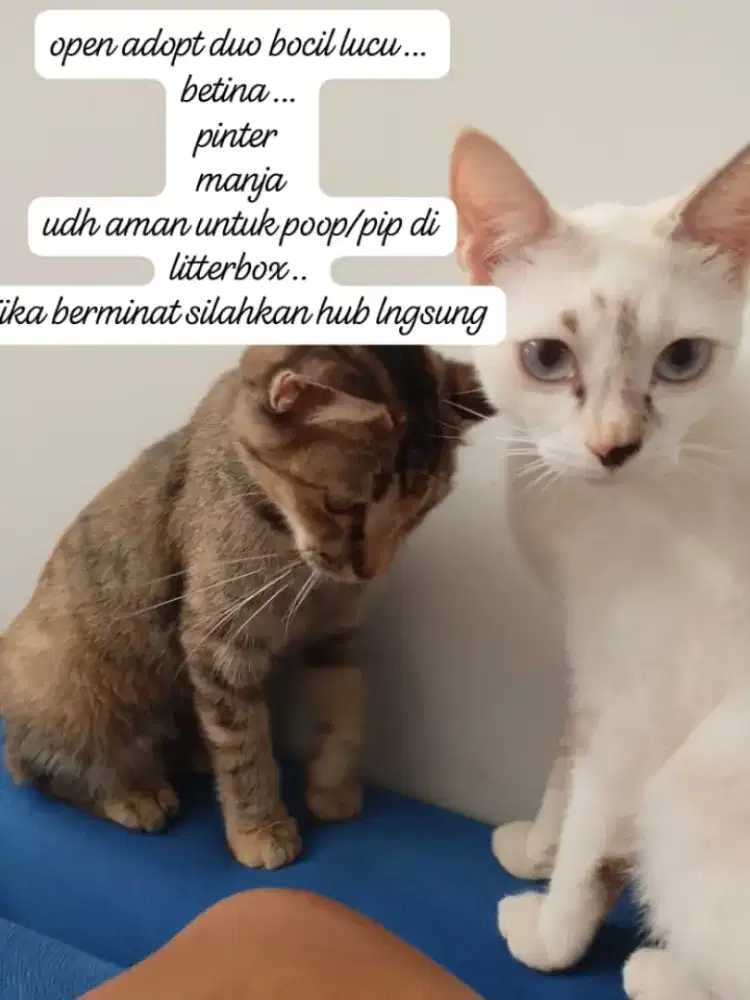 Adopt kucing gratis