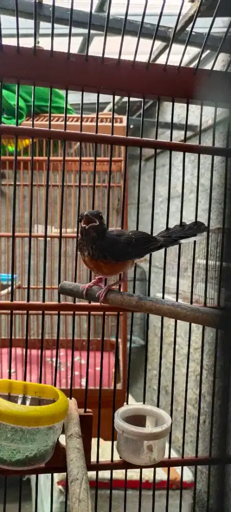 Trotol Murai Batu Medan Prestasi