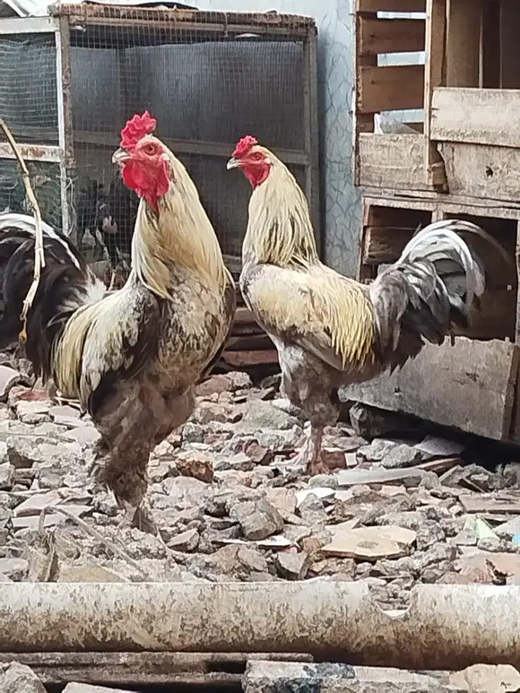 Ayam Brahma silangan kampung