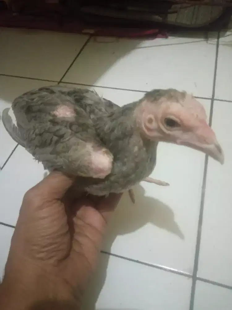 Bangkok klasik jengkel ga tau