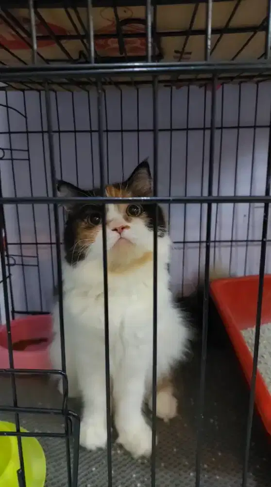 Kucing Persia Indukan Betina Calico Posisi Birahi